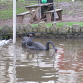 Black swans at Dawlish