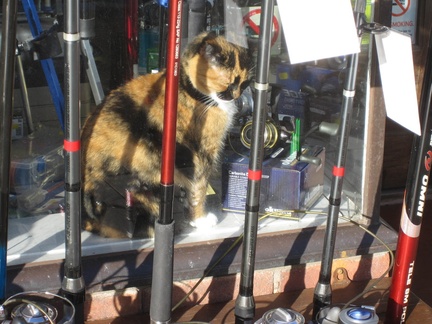 Cat in the tackle shop