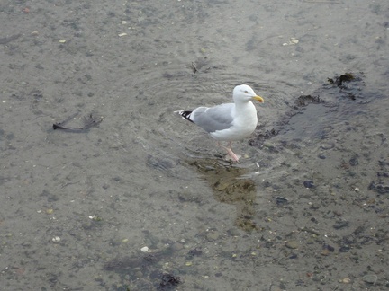 Looe