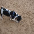 Exmouth Beach on New Years Day