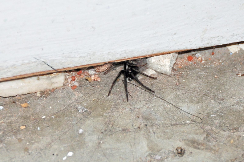 Trevor the spider