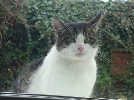 Cat at the window