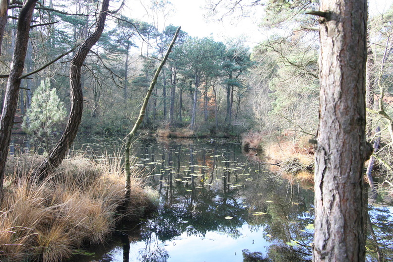 Bystock Ponds