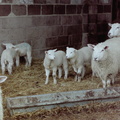 Tony's Farm