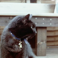 On the deck at Partis Way