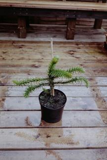 Monkey Puzzle