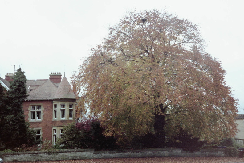 Beech Tree on Newbridge Hill