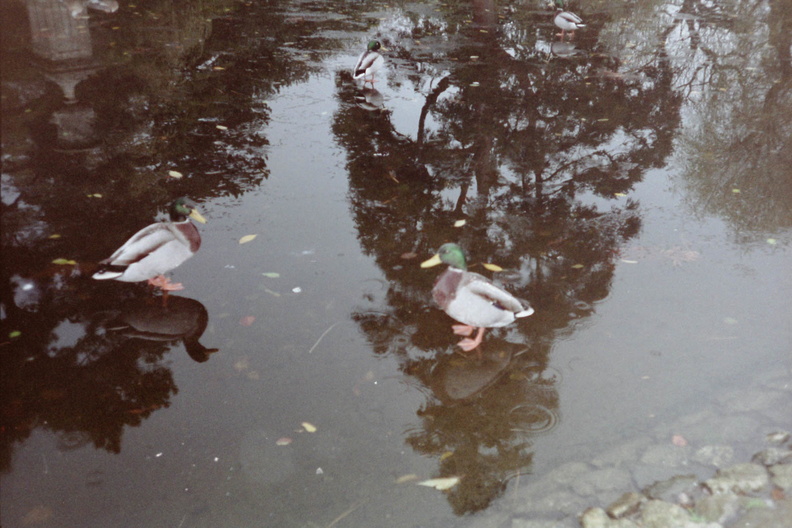 Ducks in Victoria Park