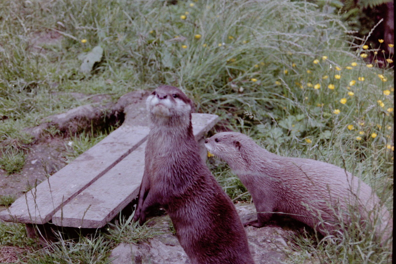 Exmoor Zoo