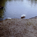 Brokerswood