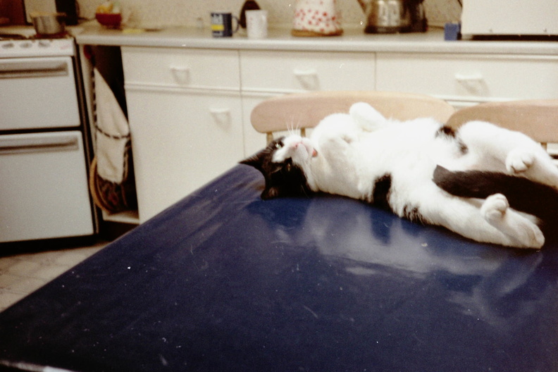 Chrissie and her cat