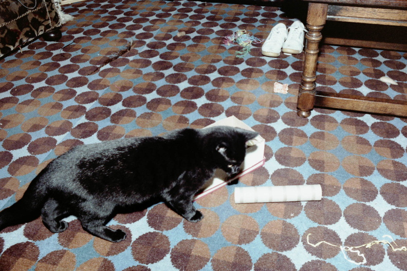 At the flat with the cat
