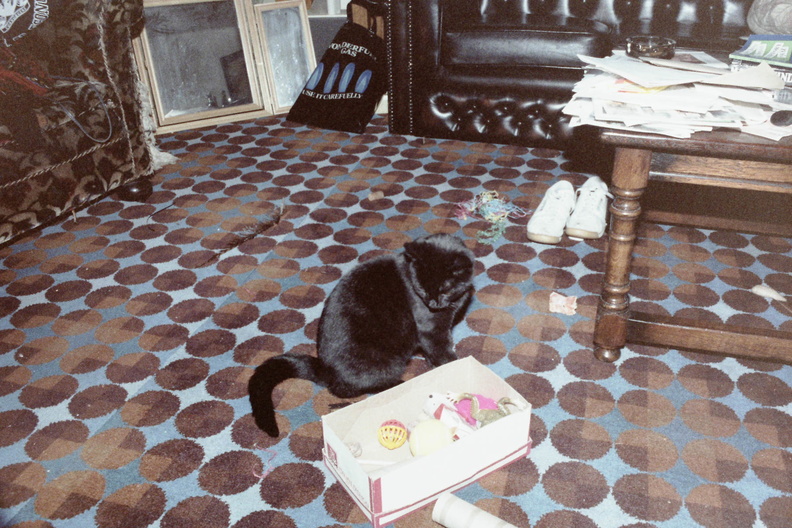 At the flat with the cat