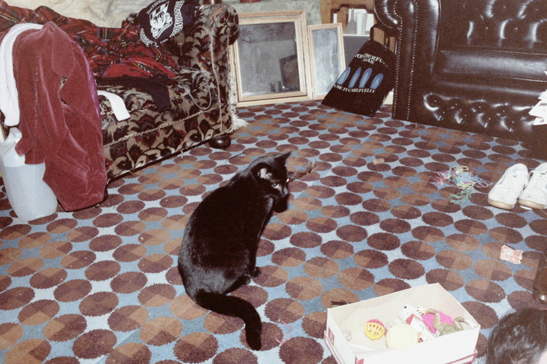 At the flat with the cat