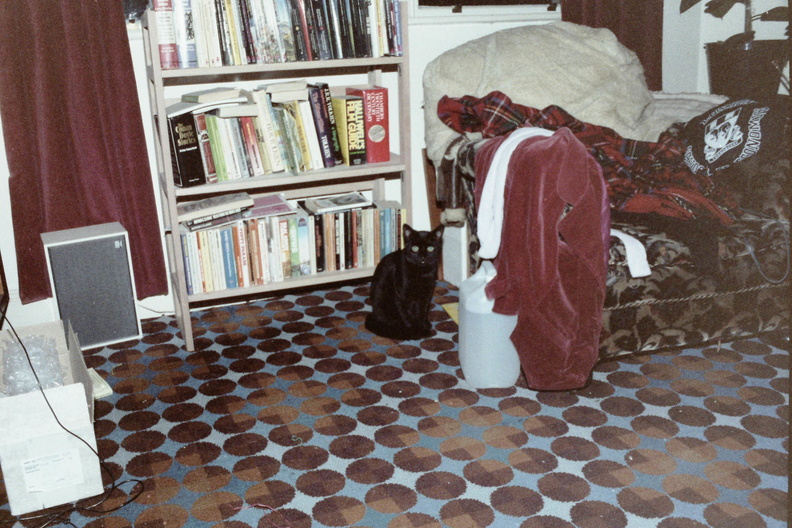 At the flat with the cat