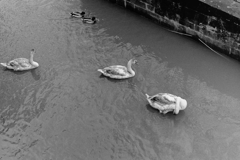 Avon in flood at Bath
