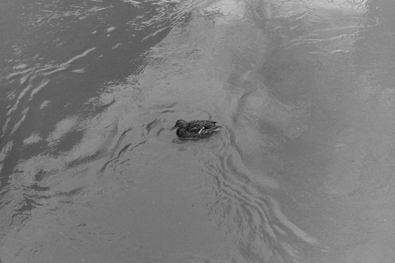 Avon in flood at Bath