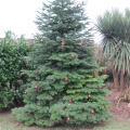Outdoor Xmas tree