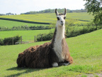 World of Country Life