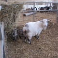 Baby goats
