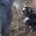 Baby goats
