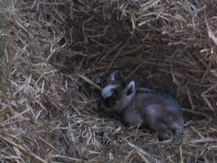 Baby goats