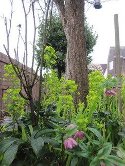 Garden in March