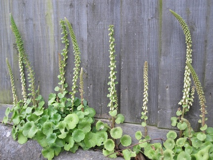 Garden in March
