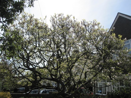 Garden in April