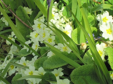 Garden in April