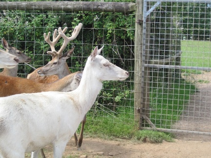 World of Country Life