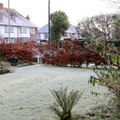 Frosty garden, New Years Day