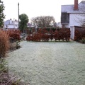 Frosty garden, New Years Day