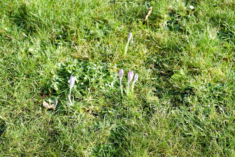 Crocus