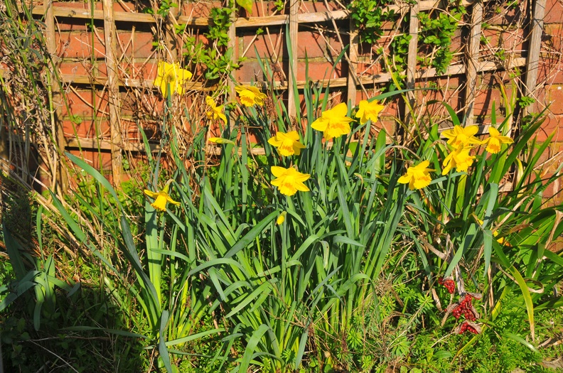 Daffodils, 1st March