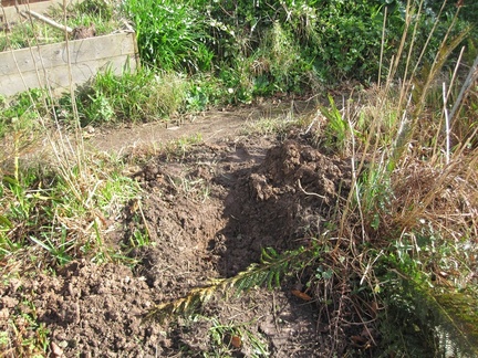 The hole where the tree used to be...