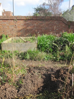 The hole where the tree used to be...