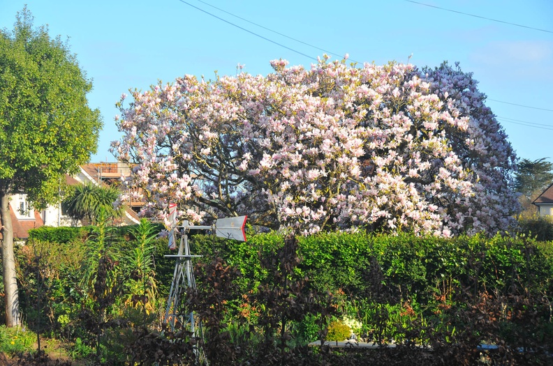 Next door's Magnolia