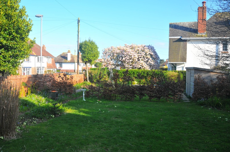 Next door's Magnolia