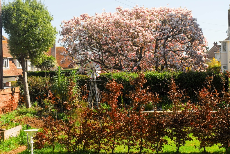 Next door's Magnolia