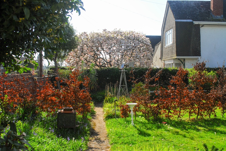 Next door's Magnolia