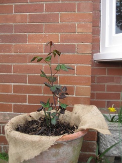 New rose planted out