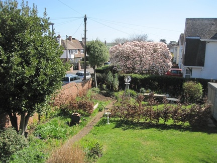 Next door's Magnolia