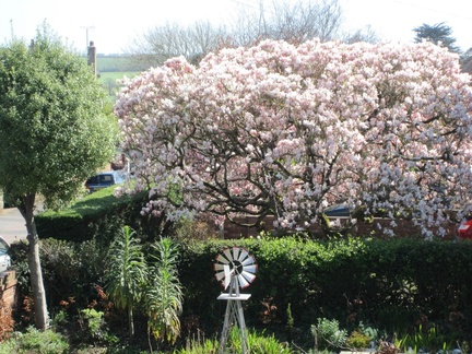 Next door's Magnolia