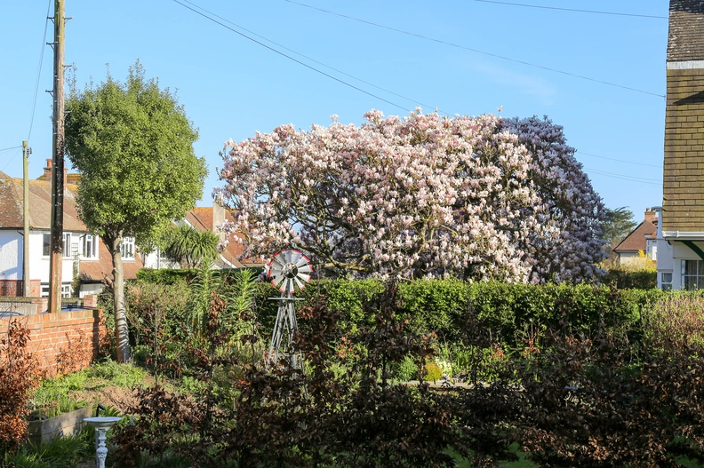The Magnolia Tree