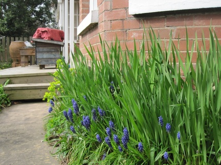 Bluebells