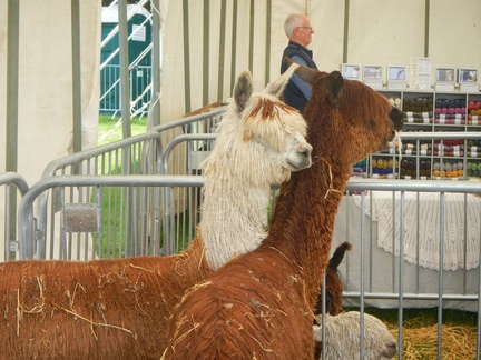 Devon County Show 2021