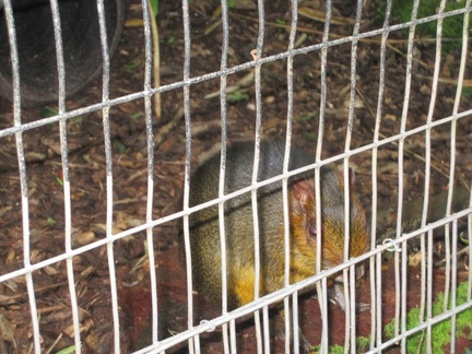 Shaldon Zoo