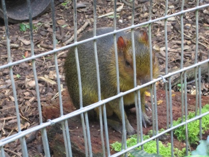 Shaldon Zoo