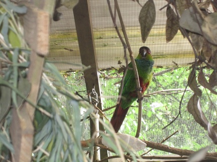Shaldon Zoo